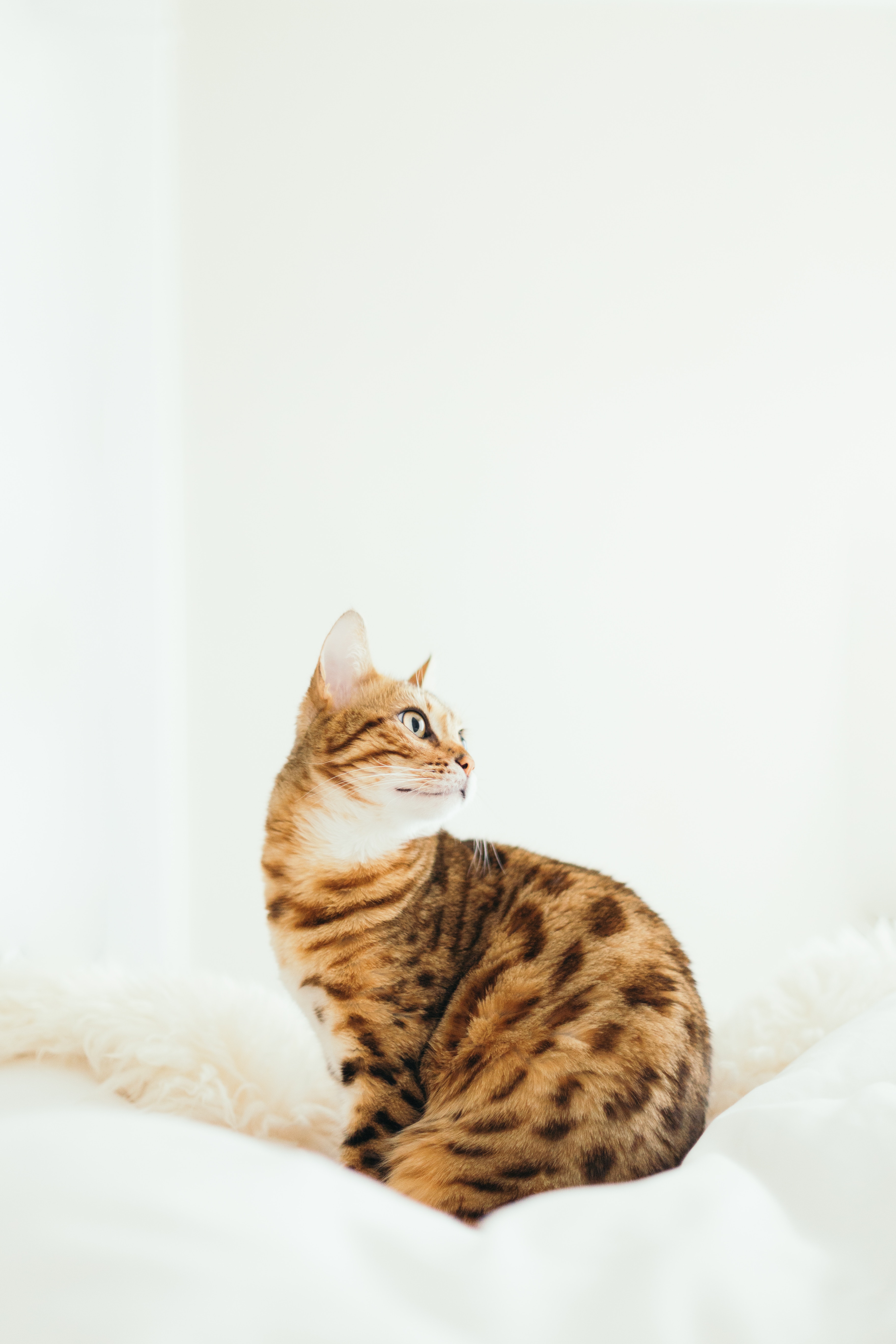 Le ronronnement du chat : origines et significations